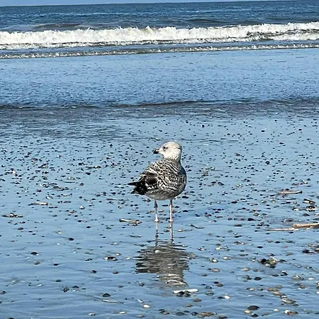 Strandflieder -ferienresidenz *